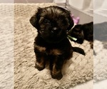 Puppy Puppy 3 Yorkshire Terrier