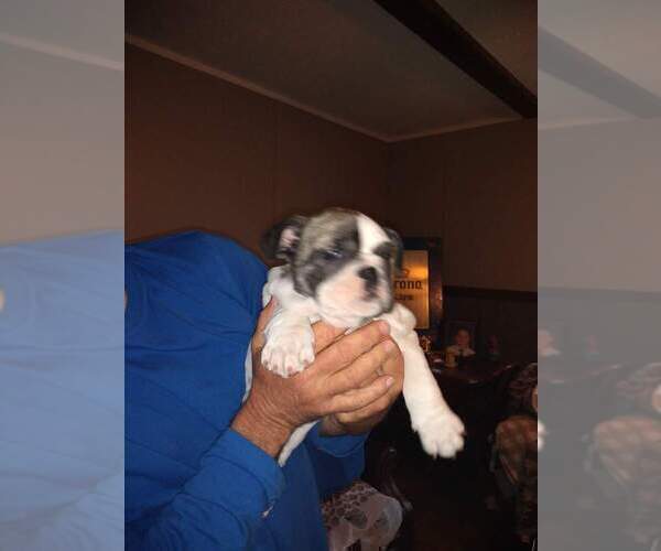 Medium Photo #9 Bulldog Puppy For Sale in TUNNEL HILL, GA, USA