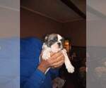Small Photo #9 Bulldog Puppy For Sale in TUNNEL HILL, GA, USA