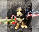 Image preview for Ad Listing. Nickname: Litter of 3