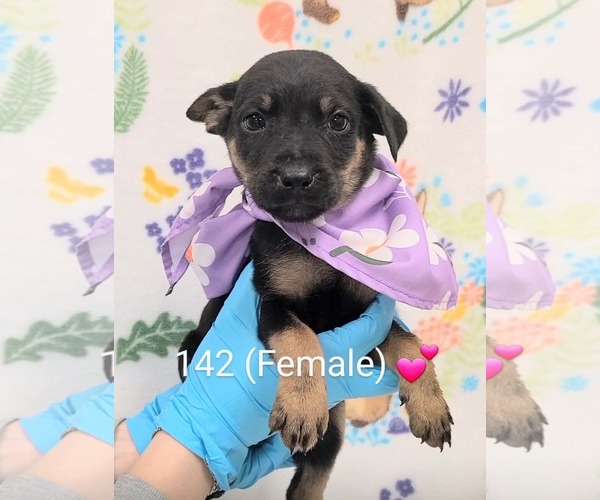 Medium Photo #1 Labrador Retriever-Unknown Mix Puppy For Sale in SHERBURNE, NY, USA