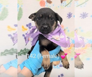 Labrador Retriever-Unknown Mix Dogs for adoption in SHERBURNE, NY, USA