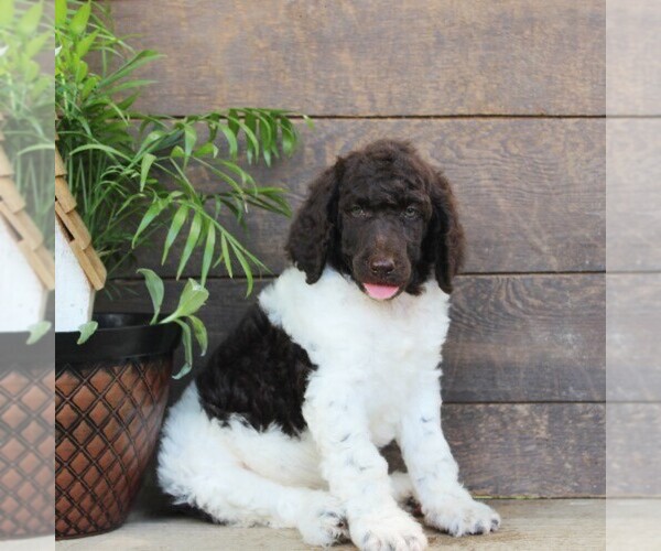 Medium Photo #8 Poodle (Standard) Puppy For Sale in CHRISTIANA, PA, USA