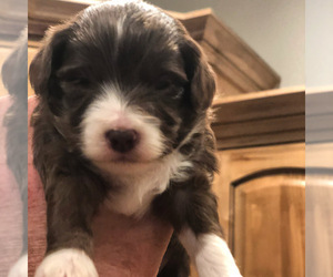 Aussiedoodle-Poodle (Toy) Mix Puppy for sale in DAYTON, ID, USA