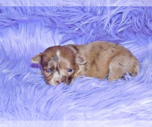 Chihuahua Puppy for sale in CHARLESTON, AR, USA