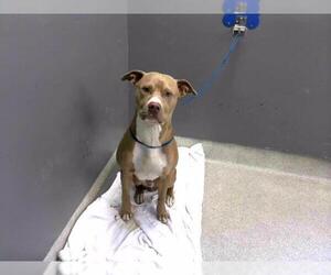 American Staffordshire Terrier-Unknown Mix Dogs for adoption in Tallahassee, FL, USA