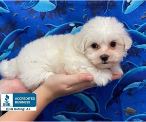 Maltese Puppy for sale in WINNSBORO, LA, USA