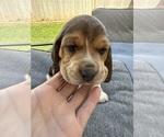 Puppy Blue collar Beagle