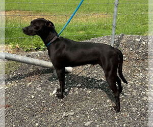 Italian Greyhound-Labrador Retriever Mix Dogs for adoption in Pleasanton, TX, USA