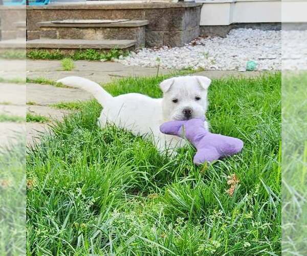 Medium Photo #3 Rus-A-Pei Puppy For Sale in Fultonham, NY, USA