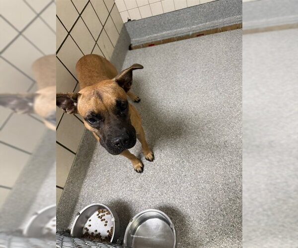 Medium Photo #1 Black Mouth Cur-Unknown Mix Puppy For Sale in Pasadena, TX, USA