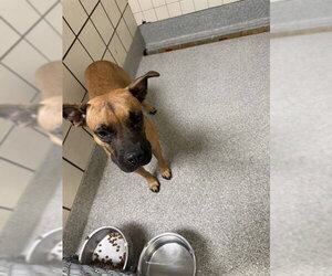Black Mouth Cur-Unknown Mix Dogs for adoption in Pasadena, TX, USA