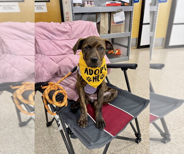 Medium Photo #30 American Staffordshire Terrier-Labrador Retriever Mix Puppy For Sale in Brewster, NY, USA