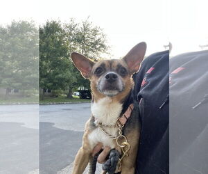 Wheezy - Female Chihuahua-Unknown Mix Dog for Adoption - Photo #3