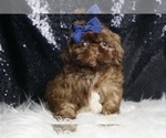 Small #1 Shih Tzu