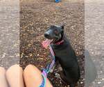 Small #2 Border Terrier-Labrador Retriever Mix