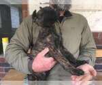 Small Photo #13 Belgian Malinois-Dutch Shepherd Dog Mix Puppy For Sale in SALADO, TX, USA