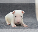 Small Photo #5 Miniature Bull Terrier Puppy For Sale in Kiskoros, Bacs-Kiskun, Hungary
