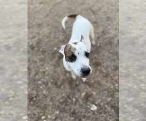 Radar - Female American Pit Bull Terrier-Unknown Mix Dog for Adoption - Photo #7