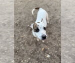 Small Photo #7 American Pit Bull Terrier-Unknown Mix Puppy For Sale in Corning, AR, USA