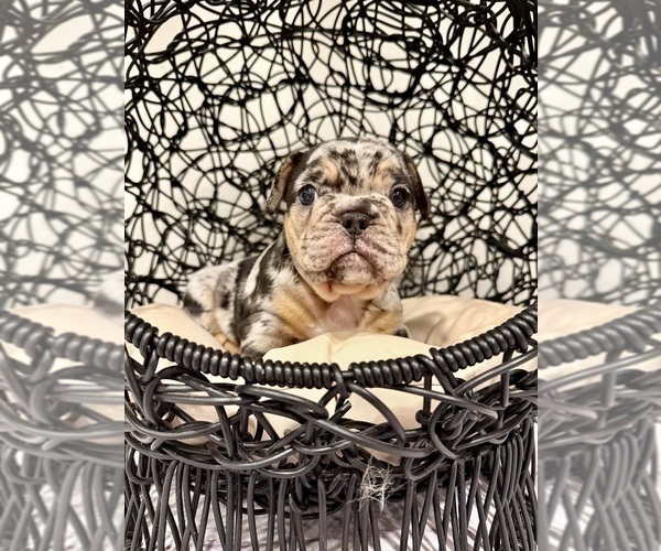 Medium Photo #2 French Bulldog Puppy For Sale in ELKHORN, WI, USA