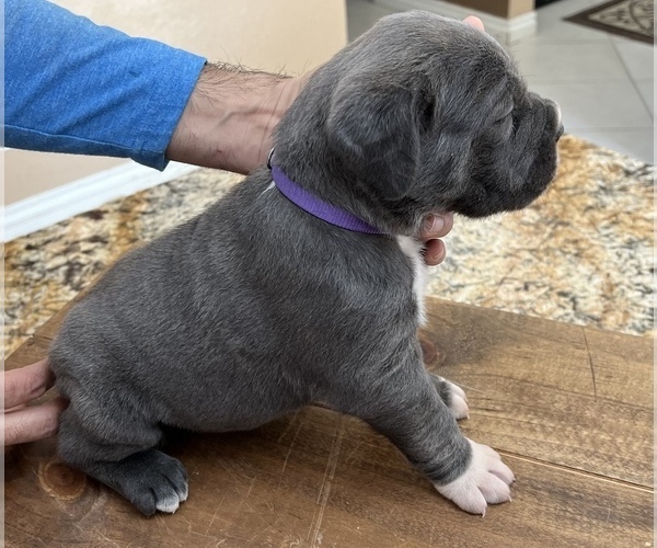 Medium Photo #2 Cane Corso Puppy For Sale in CORONA, CA, USA