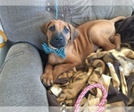 Small Photo #1 Rhodesian Ridgeback Puppy For Sale in LEANDER, TX, USA
