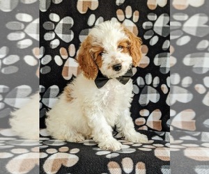 Cock-A-Poo Puppy for sale in NEW HOLLAND, PA, USA