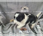 Small Photo #2 YorkiePoo Puppy For Sale in GRANDVILLE, MI, USA