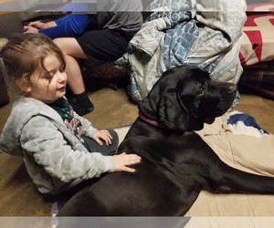 Tiana - Female Brazilian Mastiff Dog for Adoption - Photo #5