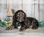 Puppy Cash Cocker Spaniel
