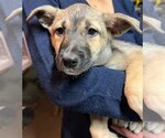 Small #16 Australian Kelpie Mix