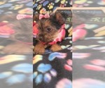 Small Photo #5 Yorkshire Terrier Puppy For Sale in AKRON, OH, USA