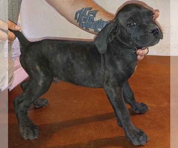 Medium Photo #14 Cane Corso Puppy For Sale in GRENVILLE, NM, USA