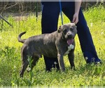 Small #3 American Pit Bull Terrier Mix