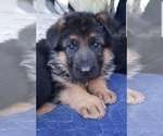 Puppy 2 German Shepherd Dog