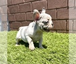 Small Photo #77 French Bulldog Puppy For Sale in BATON ROUGE, LA, USA