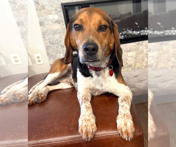 Medium Photo #1 Beagle Puppy For Sale in Dunnellon, FL, USA