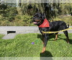 Small #40 Rottweiler Mix