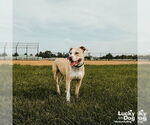 Small #10 Retriever  Mix