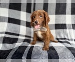 Small #1 Cavapoo (Miniature)