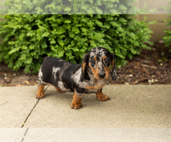Medium Photo #3 Dachshund Puppy For Sale in BREMEN, IN, USA