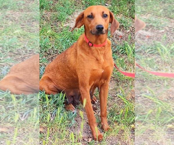 Medium Photo #1 Rhodesian Ridgeback-Vizsla Mix Puppy For Sale in San Diego, CA, USA