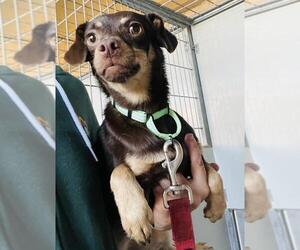 Chihuahua Dog for Adoption in Santa Maria, California USA
