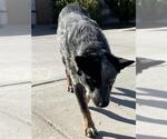 Small Texas Heeler