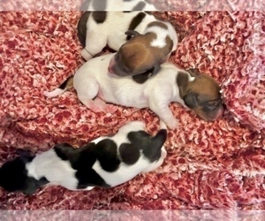 Dachshund Puppy for sale in CASSVILLE, MO, USA