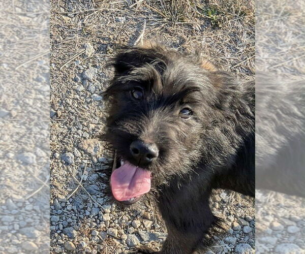 Medium Photo #2 Labrador Retriever-Unknown Mix Puppy For Sale in Aurora, IN, USA