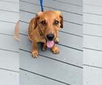 Cosmos - the tan one - Male Dachsador Dog for Adoption - Small photo