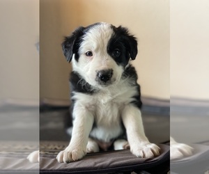 Border-Aussie Puppy for sale in MANCOS, CO, USA