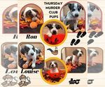 Small Photo #2 Pembroke Welsh Corgi-Unknown Mix Puppy For Sale in Lindsay, CA, USA